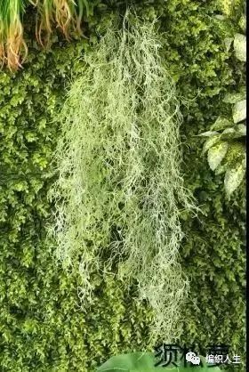 德国老太太用什么洗发水,93岁德国老太太