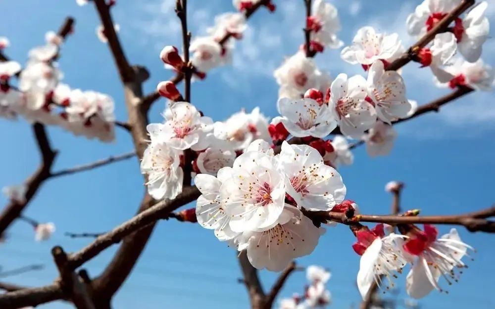 成都免费景区怎么预约,现在成都有哪些景区免费