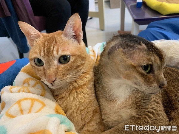 耳朵长瘤动手术,耳朵长瘤切除