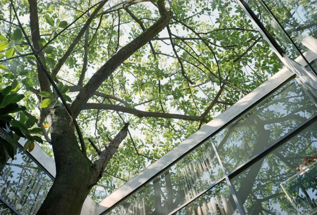 一起来植树的视频,今天适合植树吗