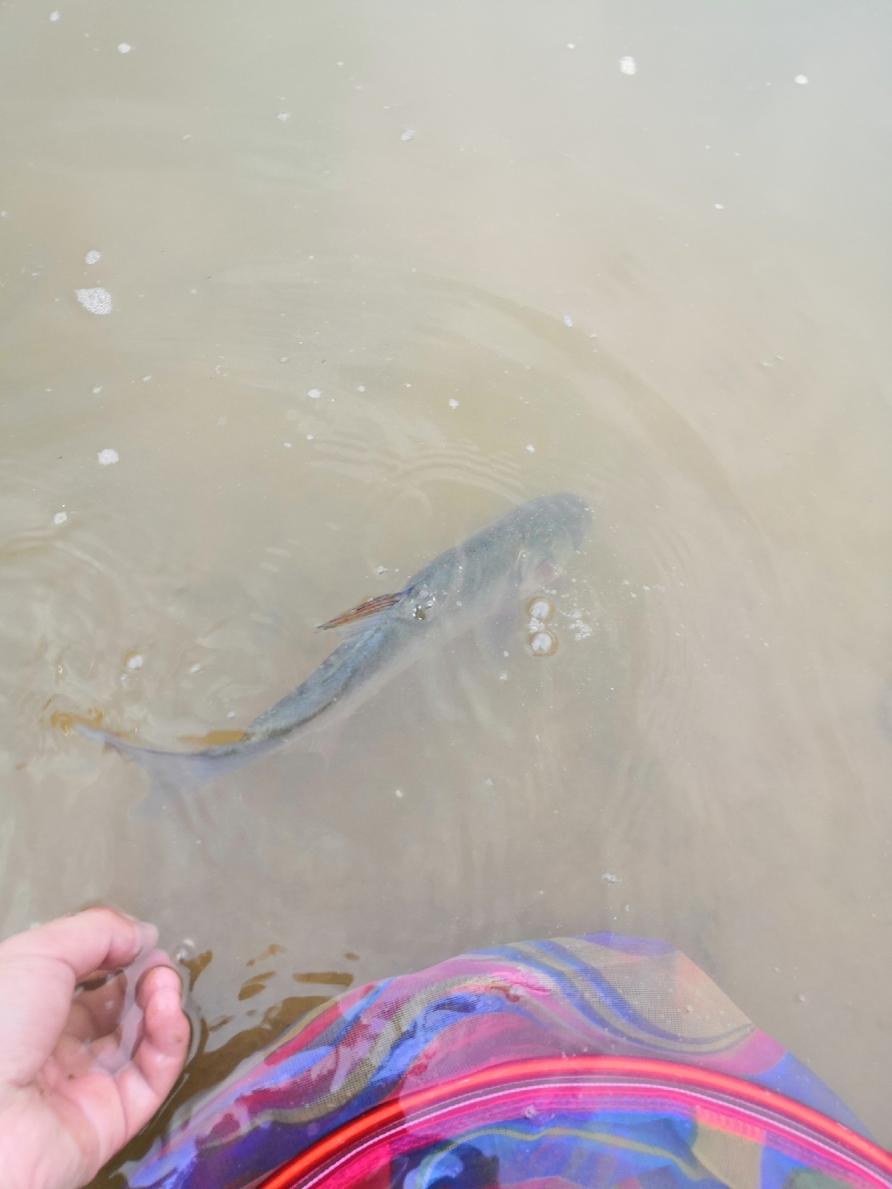 增江钓土鲮时间,增江土鲮爆护