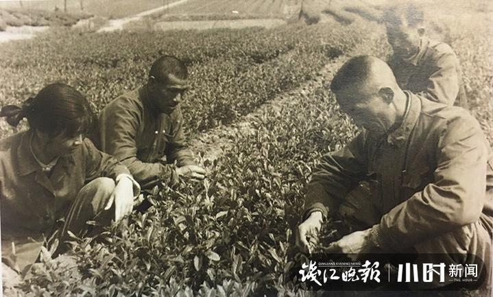 问茶③｜失而复得的径山茶，耄耋老人用毕生书写与径山的一世茶缘