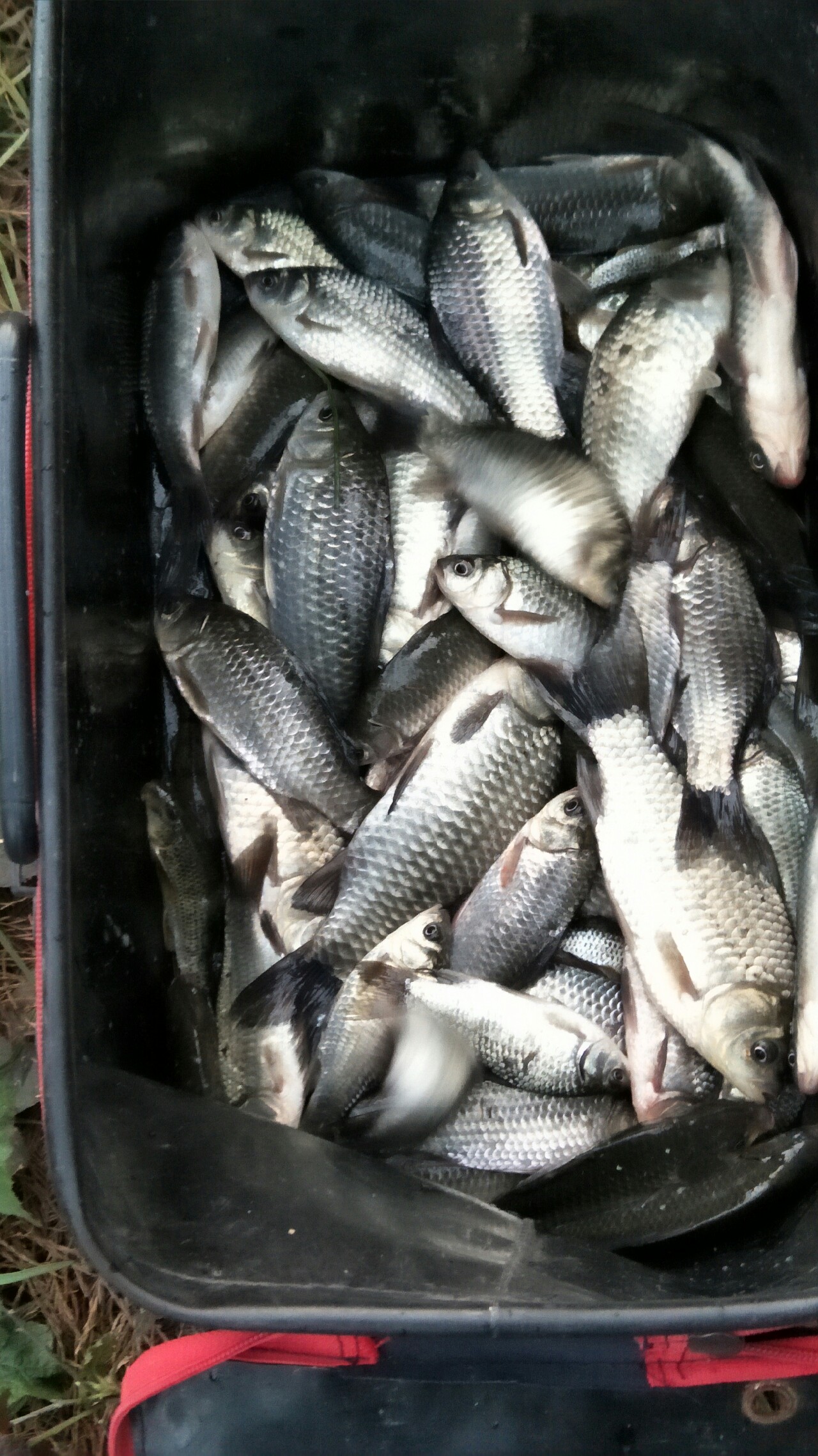 自制养蚯蚓神器,自制鱼饵神器大全