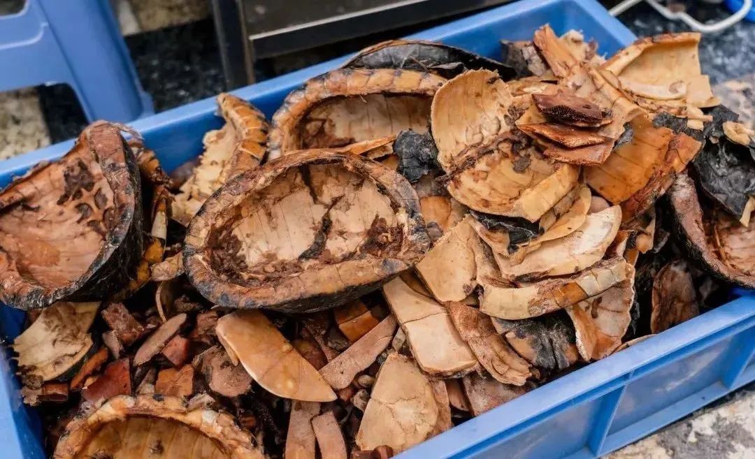 奶茶广式糖水,爱喝奶茶广东靓女