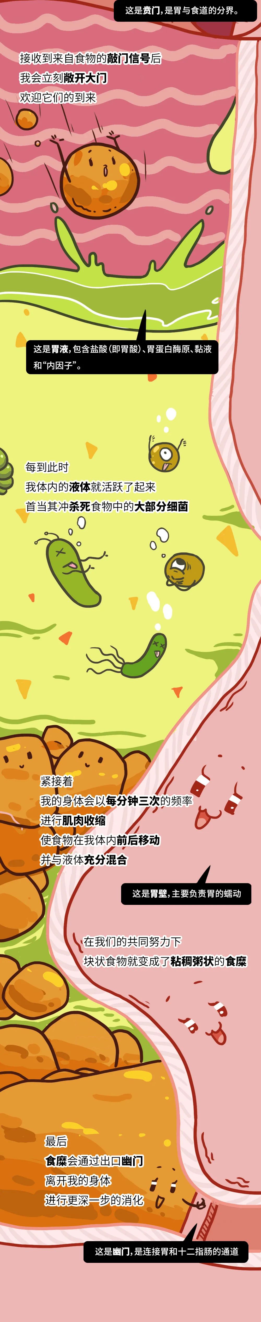 护胃科普漫画,胃的动画科普