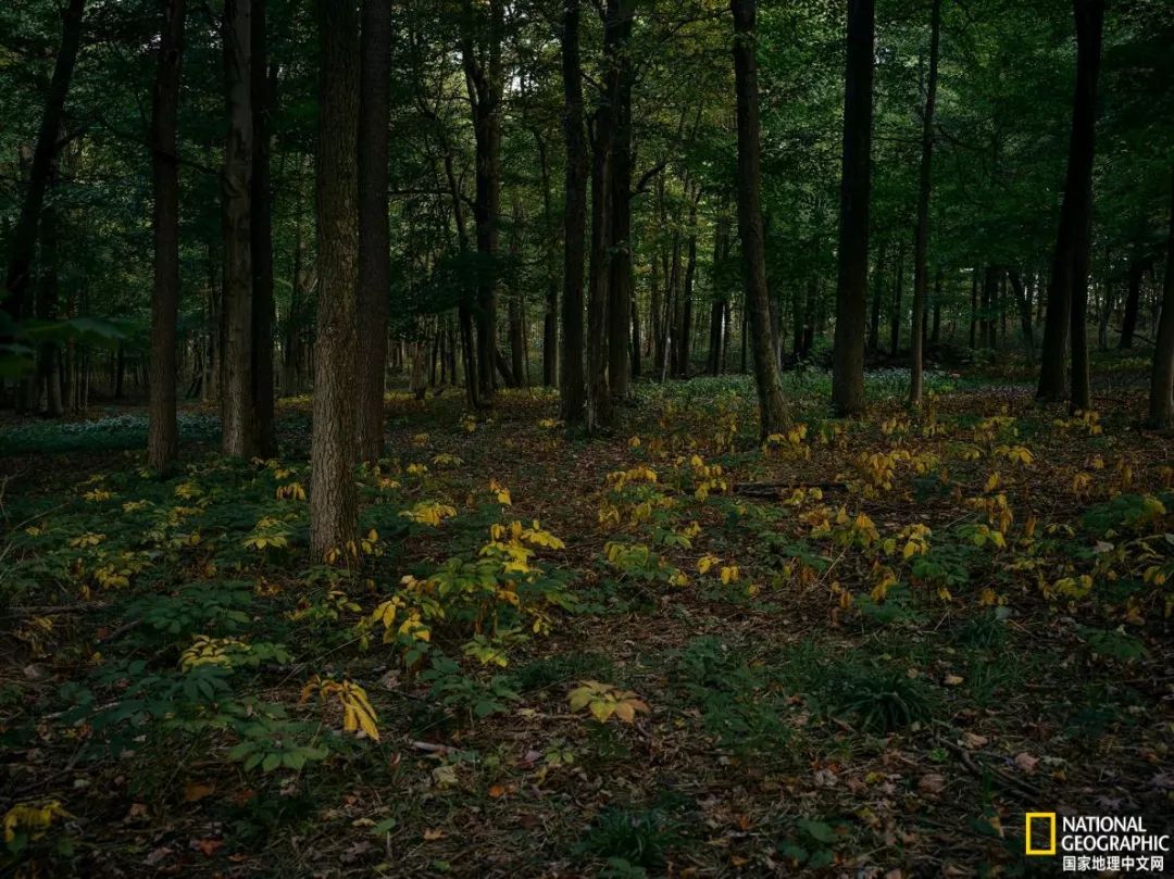 南北大战人参,人参对决