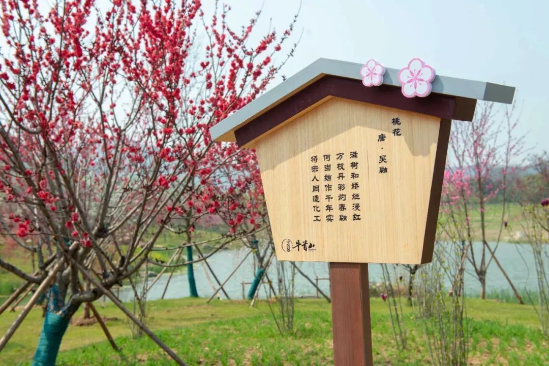 南京赏花地图请收好,江宁赏花好去处