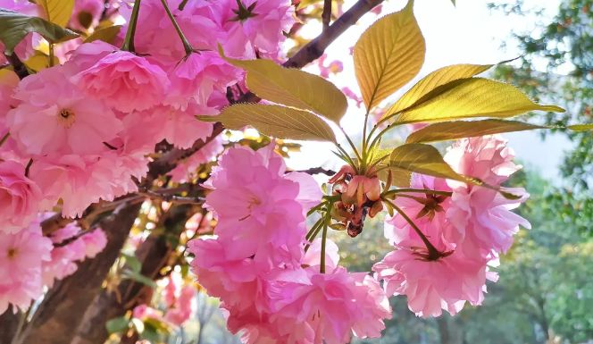 南京赏花地图请收好,江宁赏花好去处