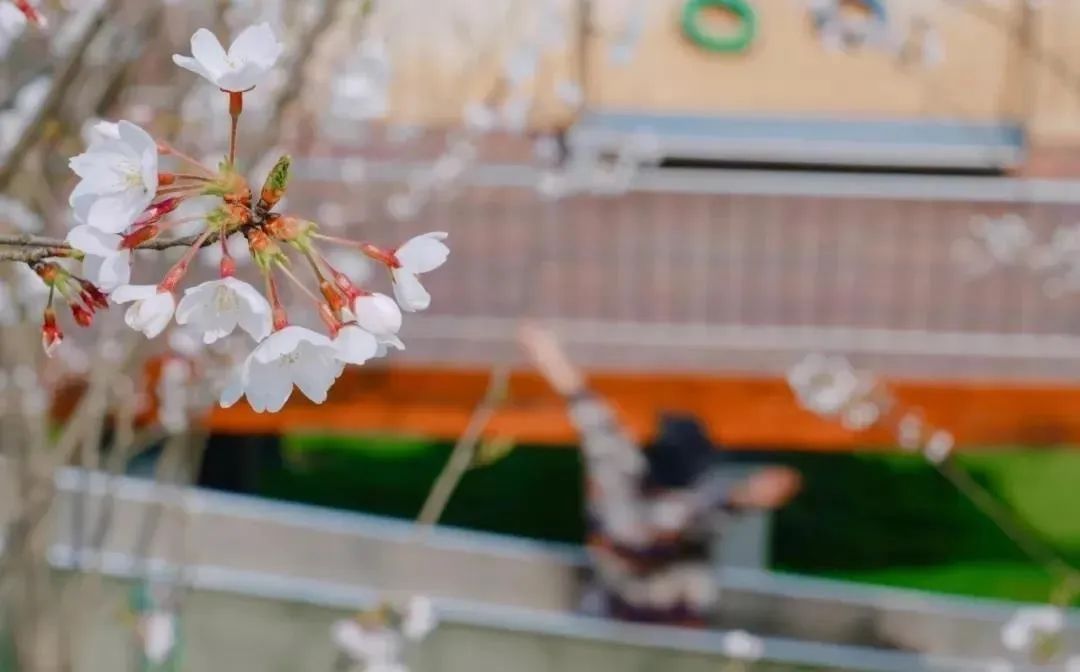 南京赏花地图请收好,江宁赏花好去处