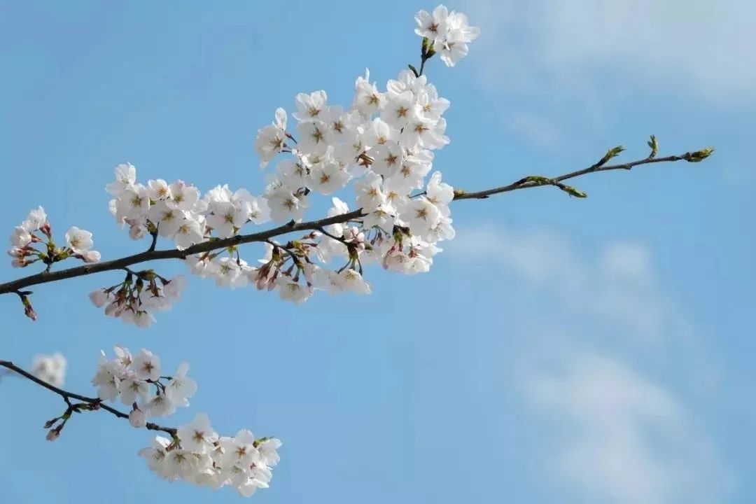 南京赏花地图请收好,江宁赏花好去处