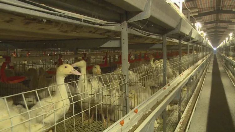 养殖基地变成致富基地，天宫群众养鸭致富