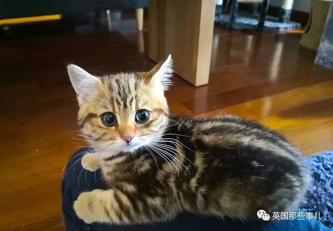 高颜值会笑的橘猫,又可爱又萌萌哒的小橘猫