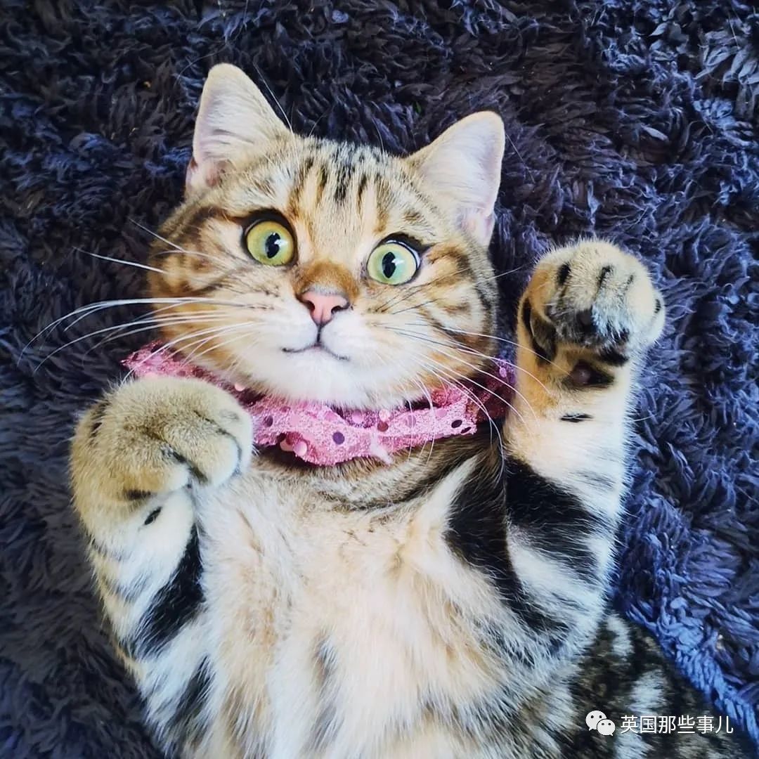 高颜值会笑的橘猫,又可爱又萌萌哒的小橘猫