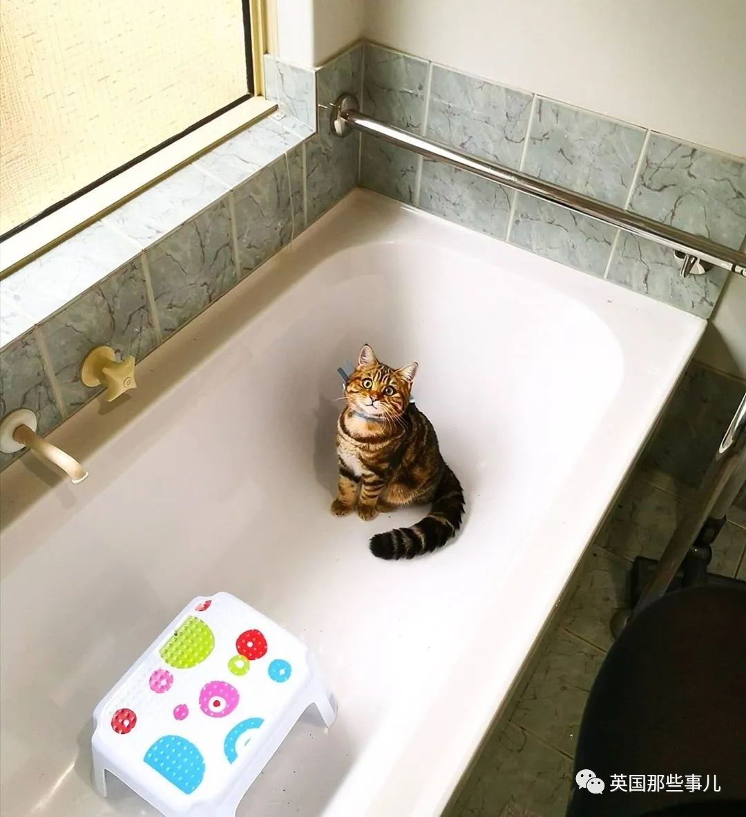 高颜值会笑的橘猫,又可爱又萌萌哒的小橘猫