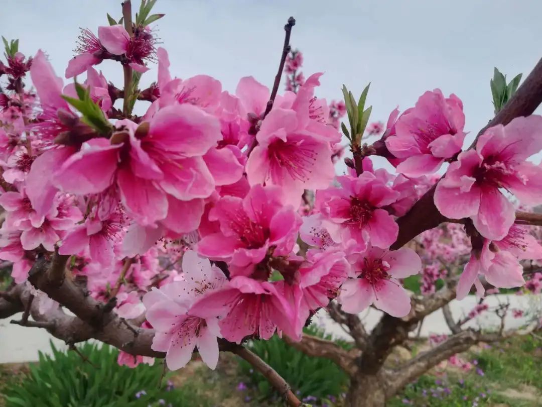 荆山塬花开正当时，复工路上，我们一直在