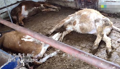 吉林市永吉县死牛事件,舒兰市通报14人遇难