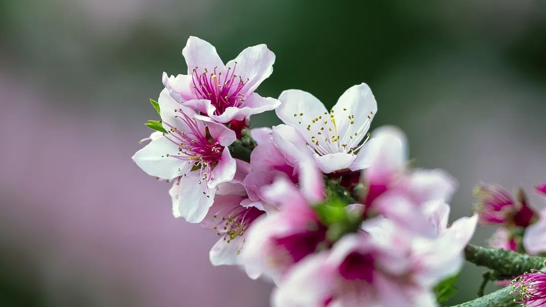 2020春季赏花指南,中国春色,满血复活