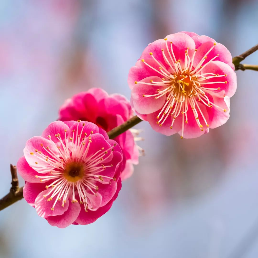 2020春季赏花指南,中国春色,满血复活