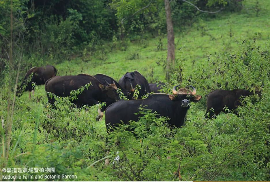 可再生的水电,永不复生的家园