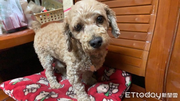 拖把狗玩具视频,拖把狗