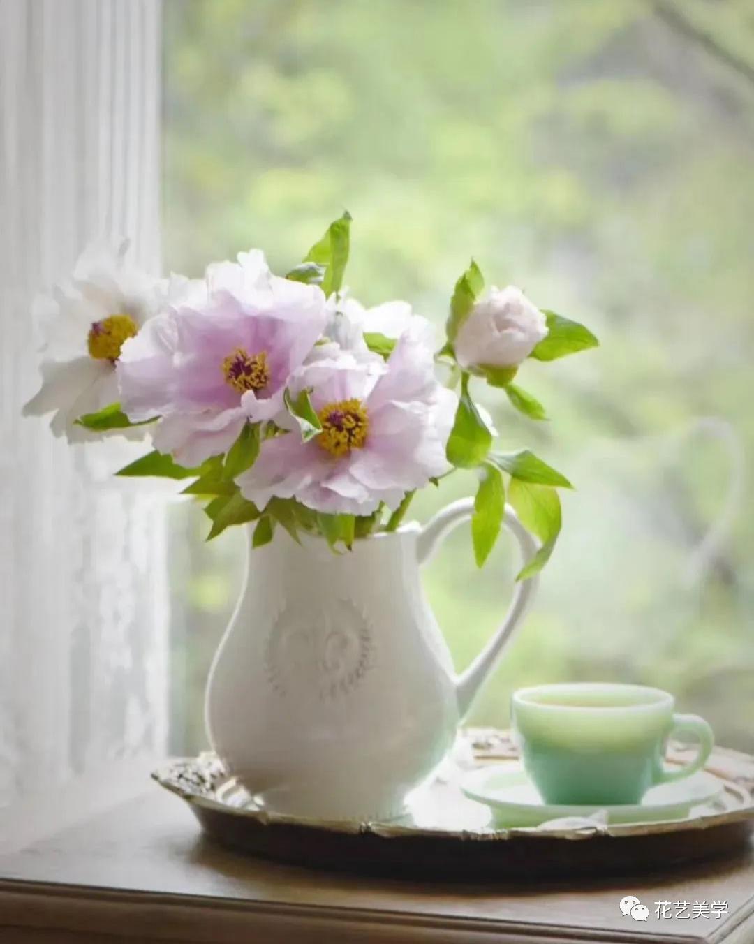 油牡丹有哪些颜色,春季油牡丹图片