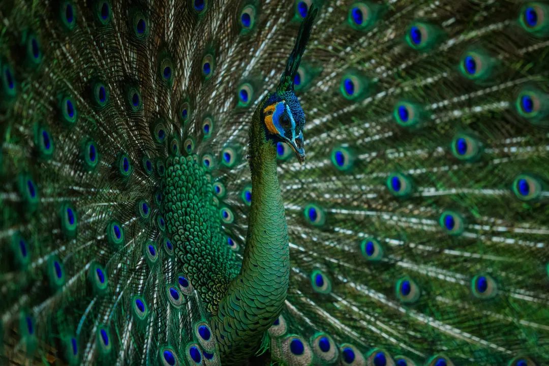 自然之友保护绿孔雀,绿孔雀保护措施