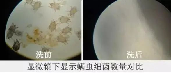 跟祖玛珑一个味道的洗衣液,祖马龙洗衣液是什么味的