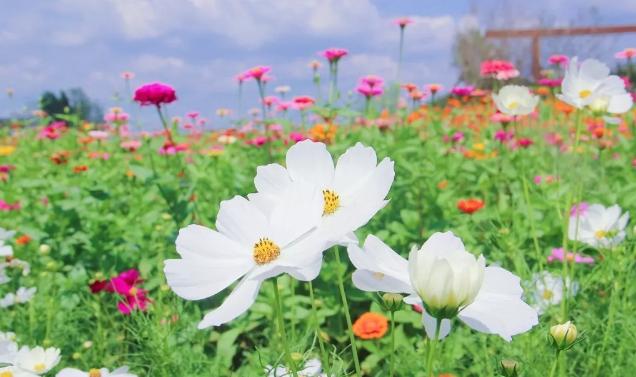 南京江宁网红打卡点有哪些,春日限定江宁新晋网红打卡点出炉