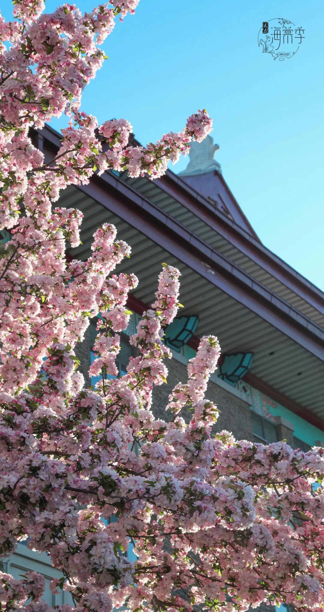 大海棠壁纸,大小海棠手机壁纸