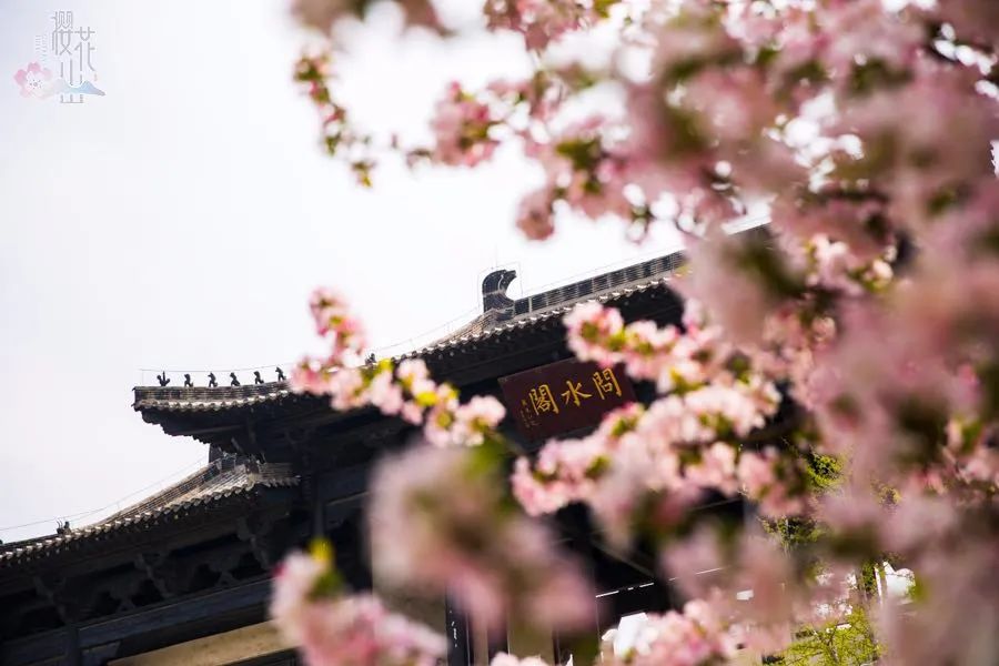 淄博春天踏青好去处,淄博春季踏青