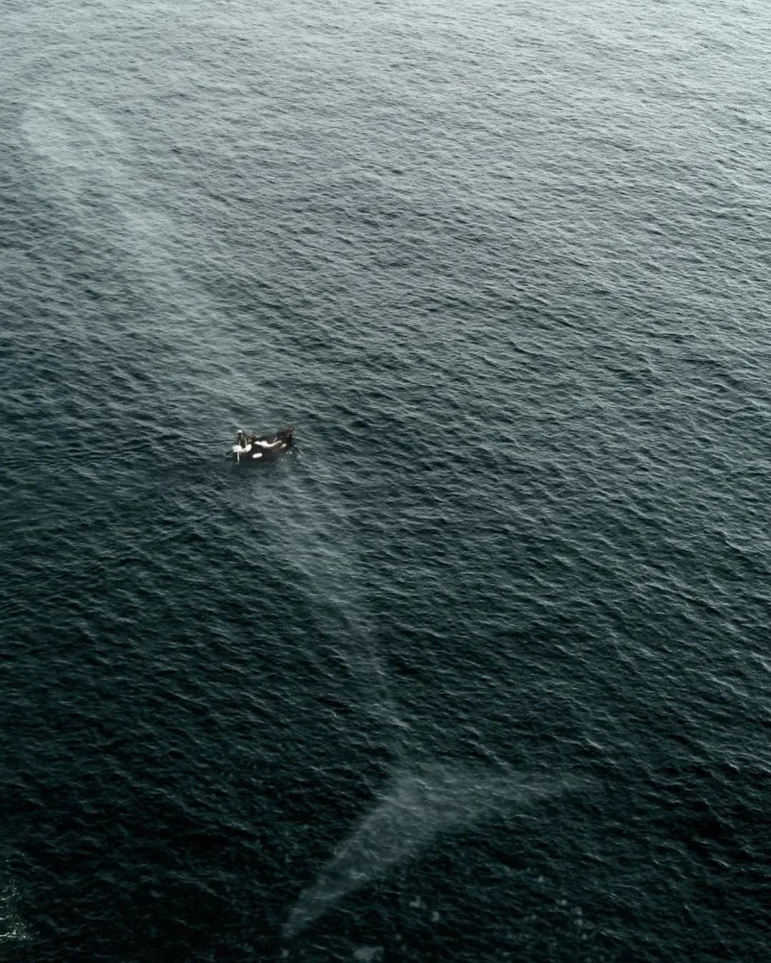 地球诞生以来最强的动物,地球诞生以来最大的动物