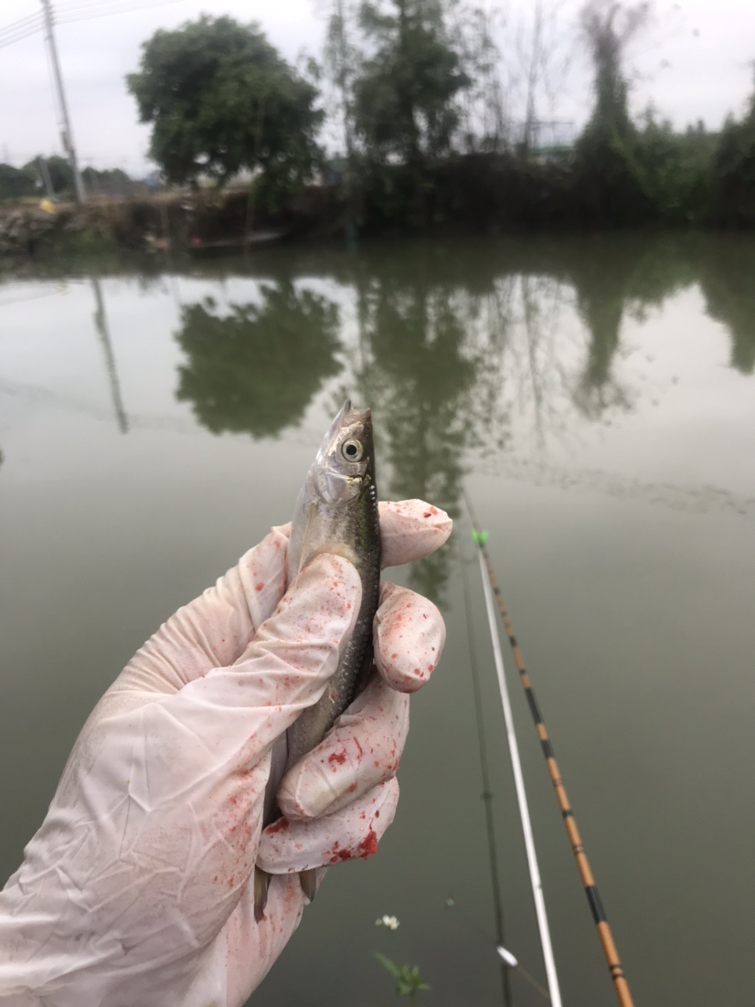 钓鱼独行者,野钓独行者