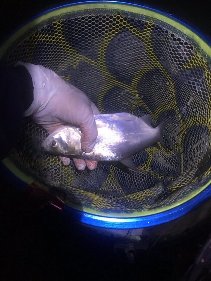 钓鱼独行者,野钓独行者