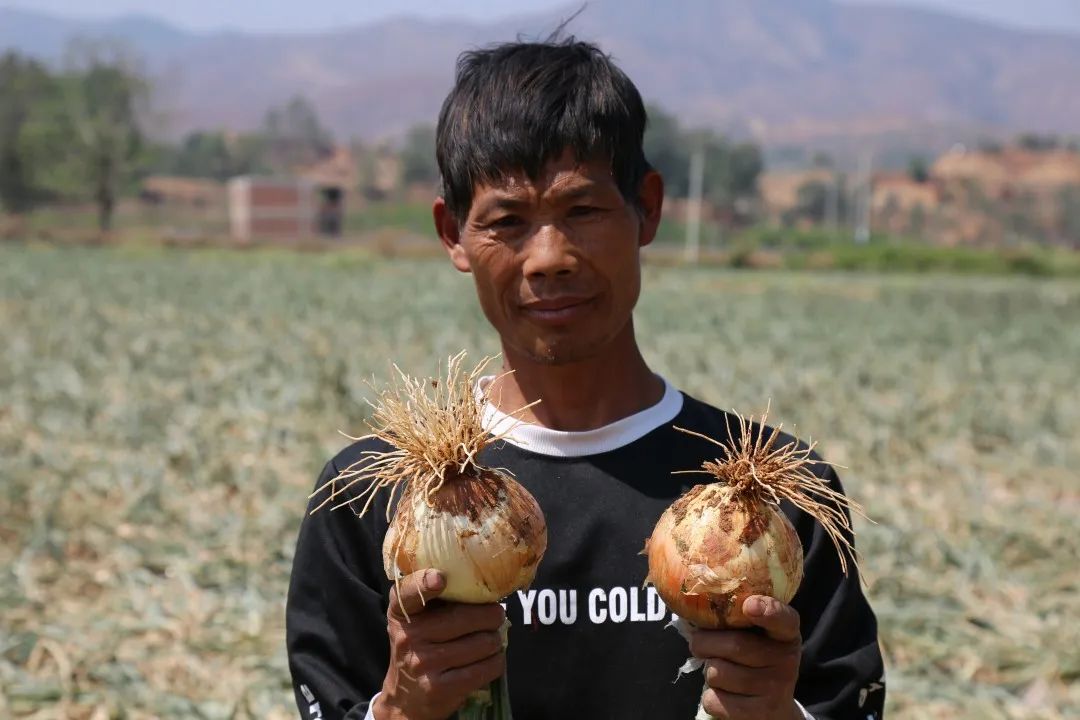 仅售9.9元/5斤!云南10万吨出口级洋葱困在地里,价格贱到农民流泪…央视已报道,恳请相助