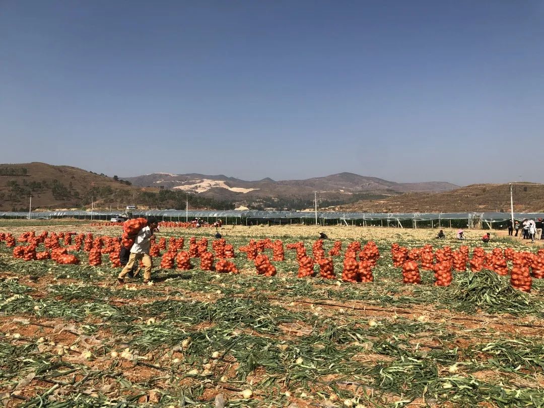 仅售9.9元/5斤!云南10万吨出口级洋葱困在地里,价格贱到农民流泪…央视已报道,恳请相助