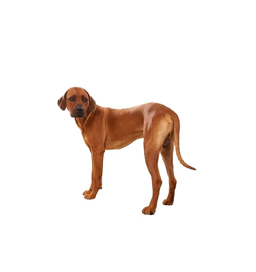 「FM889」定了！这48类烈性犬在滨州城市建成区禁养！5月1日起施行