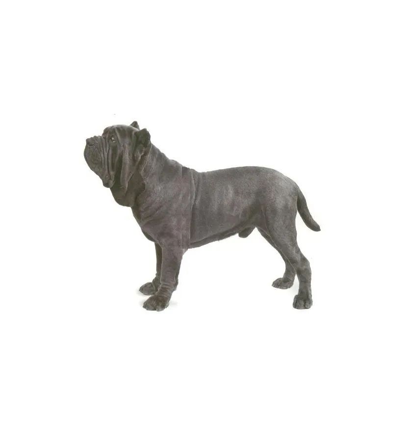 「FM889」定了！这48类烈性犬在滨州城市建成区禁养！5月1日起施行