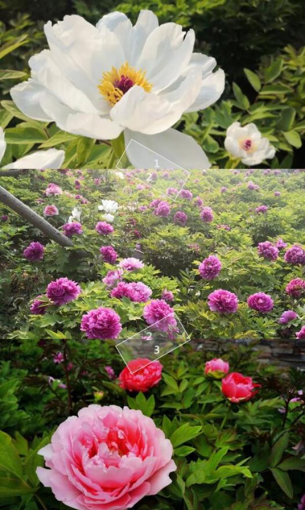 建业桂园公园,建业桂园院望洛阳