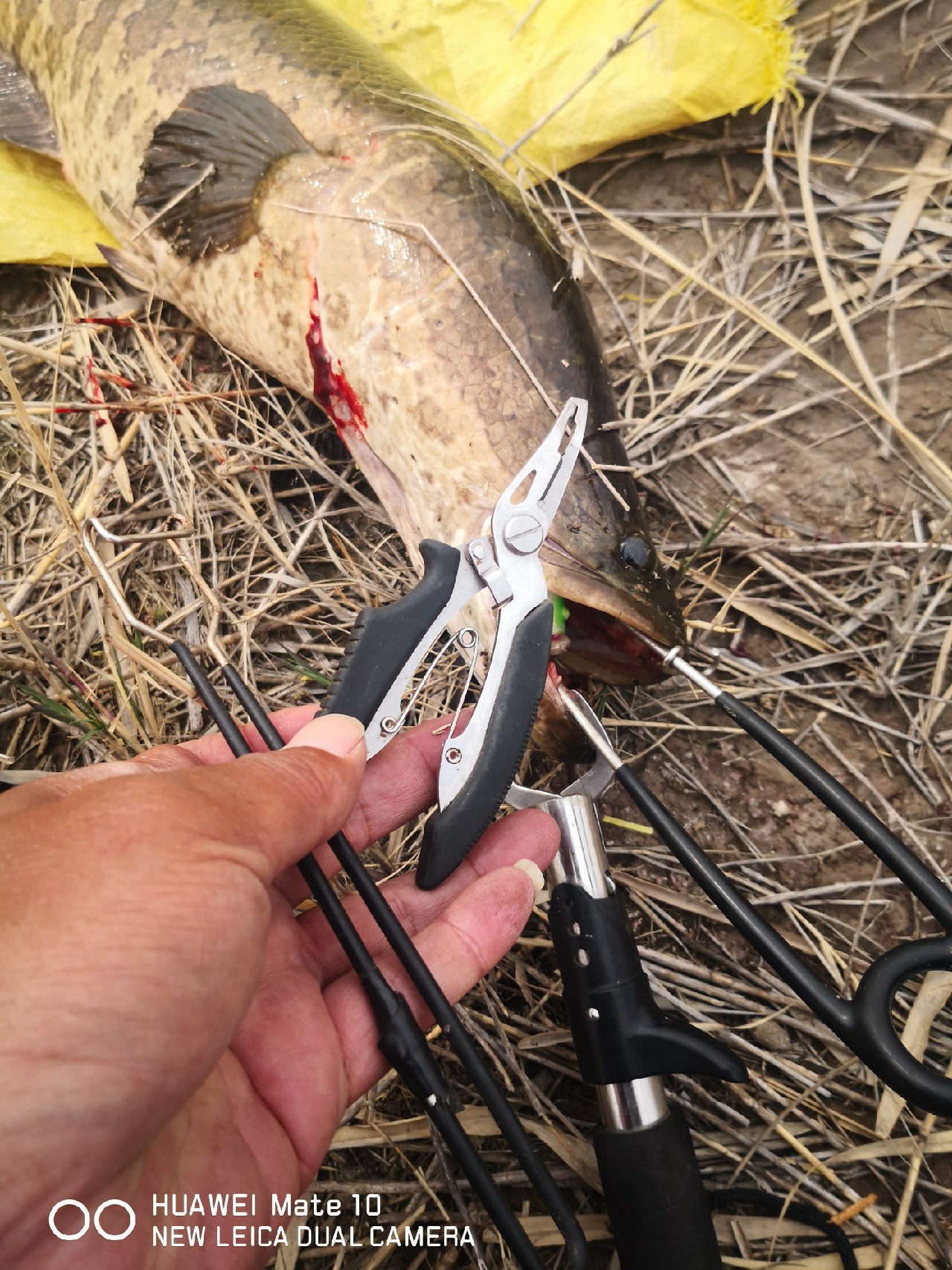 初春打黑雷蛙,开春路亚打黑刺鱼技巧