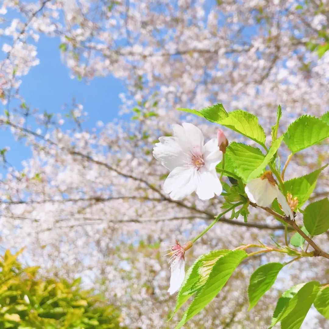 秋冬粉底液奶油肌推荐,春日奶油肌