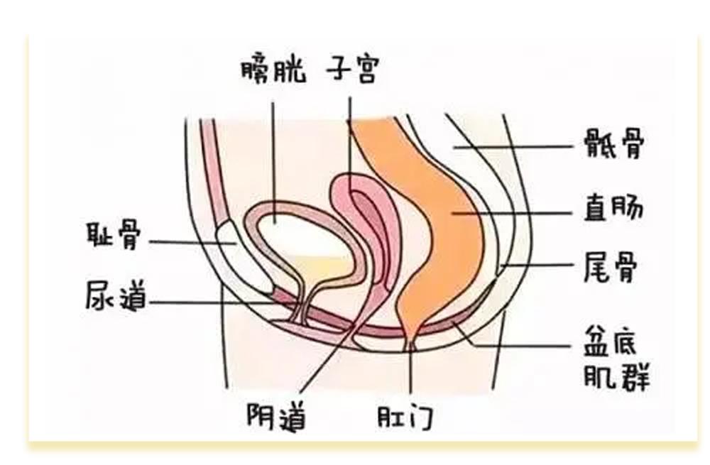 啪啪啪多了那里真的会变松吗？真相其实是