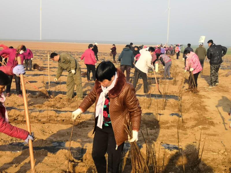 发展村集体经济支柱产业,产业扶贫村集体经济新模式