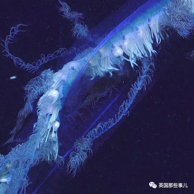 深海发现40多米的水母,深海发现巨型水母