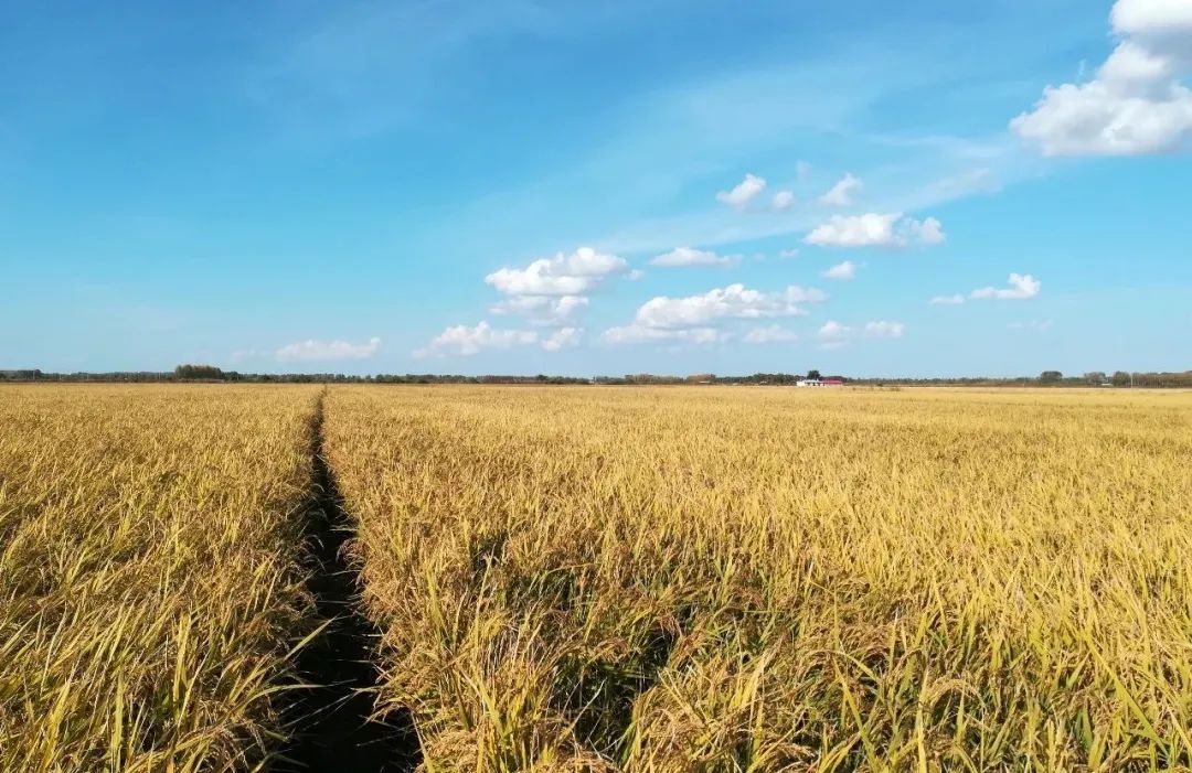 五谷是什么,五谷是什么粮食组成的