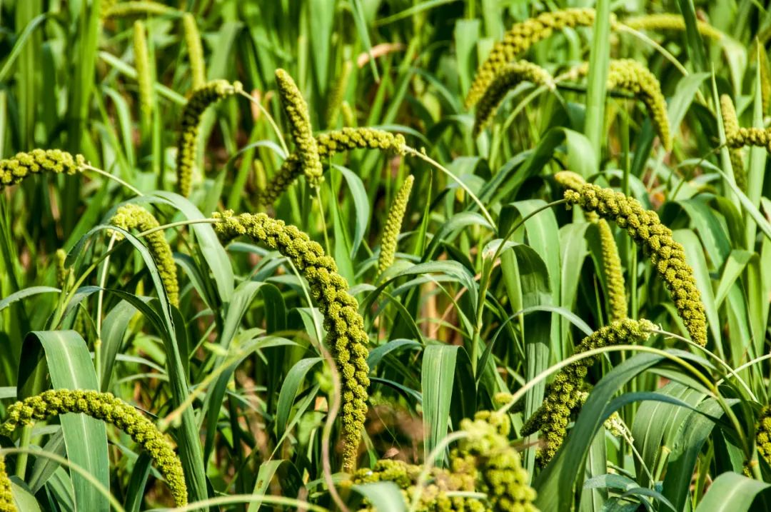 五谷是什么,五谷是什么粮食组成的