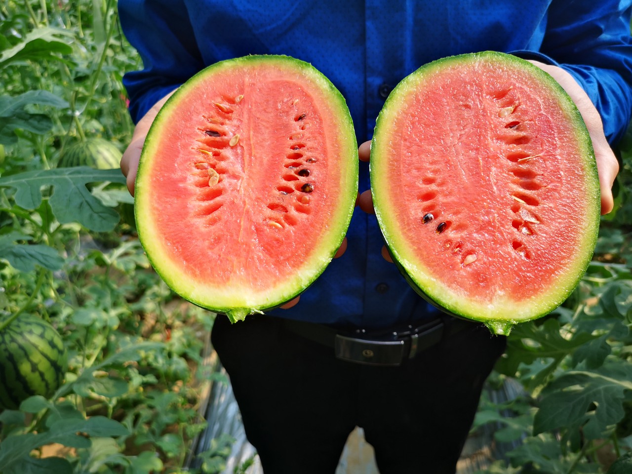 自家种的几十亩西瓜欢迎订购,一亩露天西瓜能卖多少钱