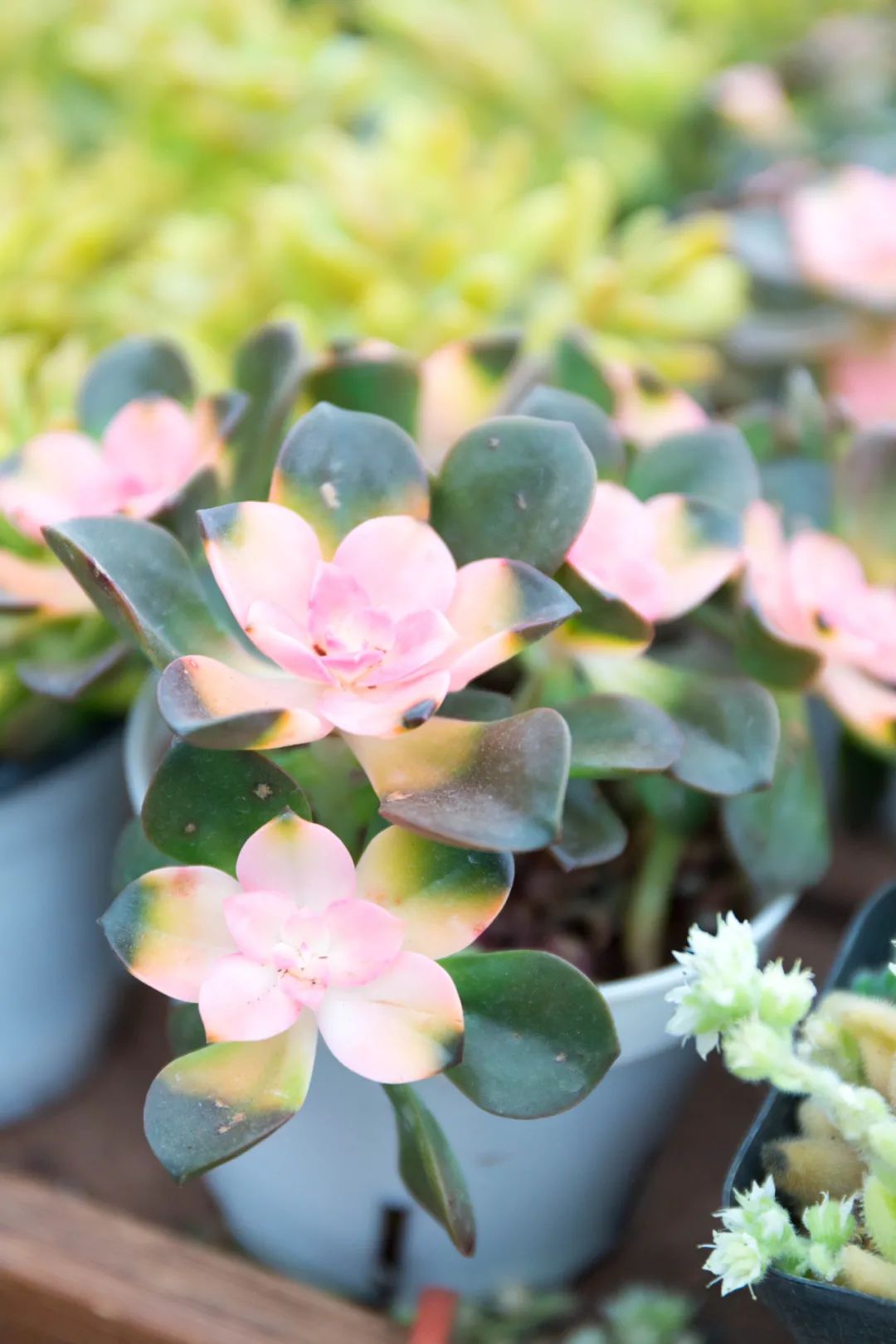 重庆最大的花市需要门票么,重庆最大的花市怎么走