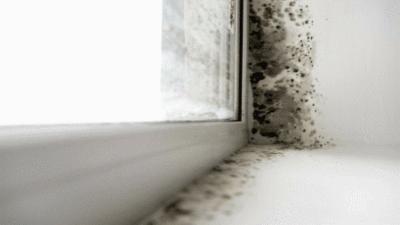 家里潮湿有霉菌,家里墙壁有潮湿的霉菌怎么办