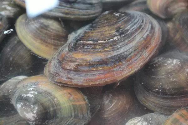 冷冻的河蚌红烧河蚌最正宗做法,四月蚌怎么烧才好吃