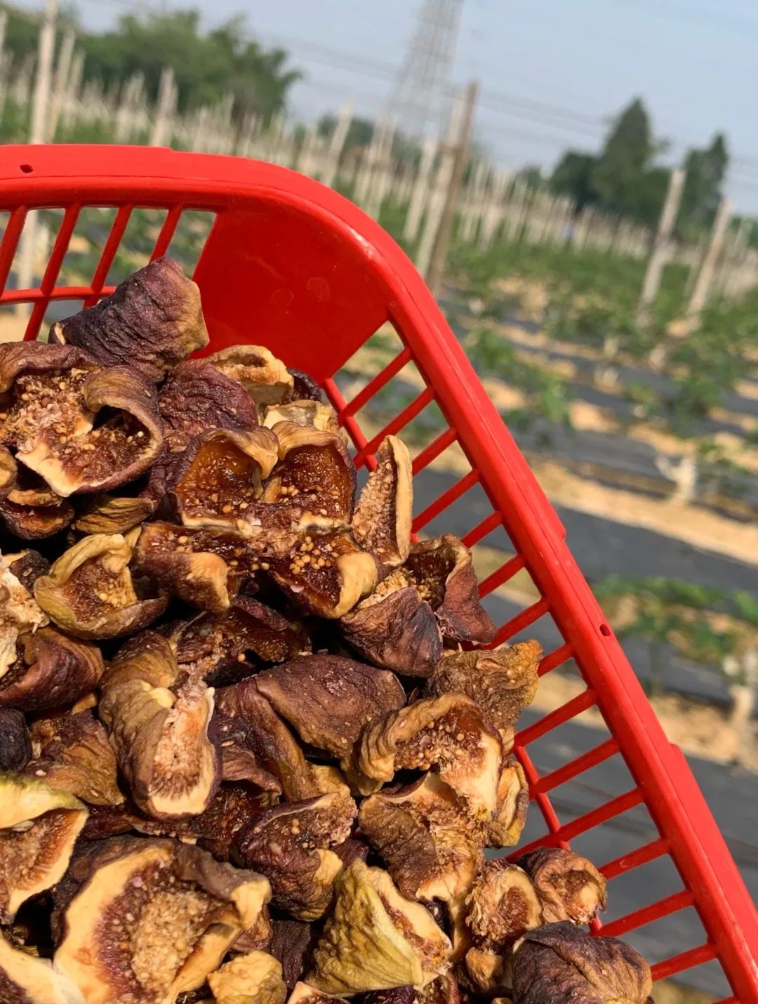 现在卖无花果直播,买无花果直播间